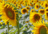 “Heliotropismo: El Fascinante Viaje del Girasol hacia el Sol”