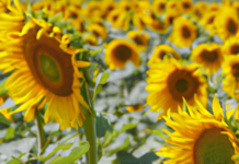 “Heliotropismo: El Fascinante Viaje del Girasol hacia el Sol”