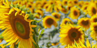 “Heliotropismo: El Fascinante Viaje del Girasol hacia el Sol”