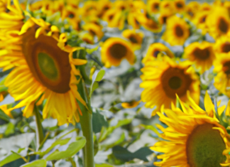“Heliotropismo: El Fascinante Viaje del Girasol hacia el Sol”