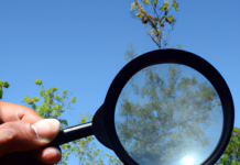 “El Enigma de la Madre Naturaleza: Un Análisis de los Patrones Ocultos con el Método de Investigación por Fundamentos”