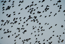 “De la Nube de Puntos a los Enjambres Swarm: Evolución y Sinergias de Tecnologías Emergentes”