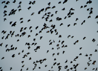 “De la Nube de Puntos a los Enjambres Swarm: Evolución y Sinergias de Tecnologías Emergentes”