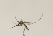 “La Migración Silenciosa: El Cambio Climático y su Impacto en los Insectos Vectores de Enfermedades”