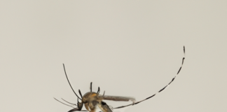 “La Migración Silenciosa: El Cambio Climático y su Impacto en los Insectos Vectores de Enfermedades”