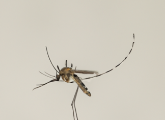 “La Migración Silenciosa: El Cambio Climático y su Impacto en los Insectos Vectores de Enfermedades”