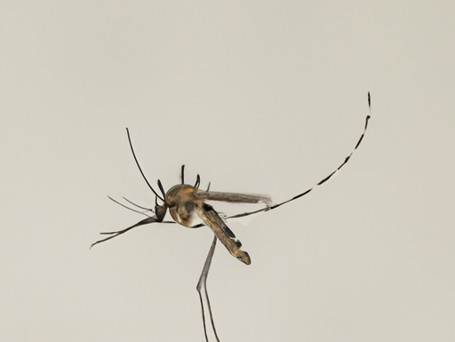 “La Migración Silenciosa: El Cambio Climático y su Impacto en los Insectos Vectores de Enfermedades”