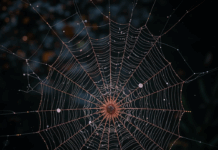 “Los hilos del cosmos: Ciencia, luz y matemáticas en la red invisible del universo”.