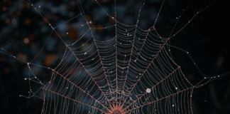 “Los hilos del cosmos: Ciencia, luz y matemáticas en la red invisible del universo”.